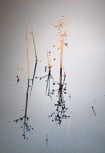 Grasses by Jean Pain.jpg